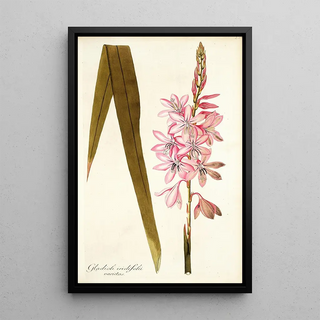 Nikolaus Joseph Freiherr von Jacquin - Gladioli iridifolii.webp