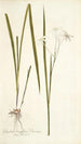 Gladioli longiflori varietas - Nikolaus Joseph Freiherr von Jacquin — vy av konstverket