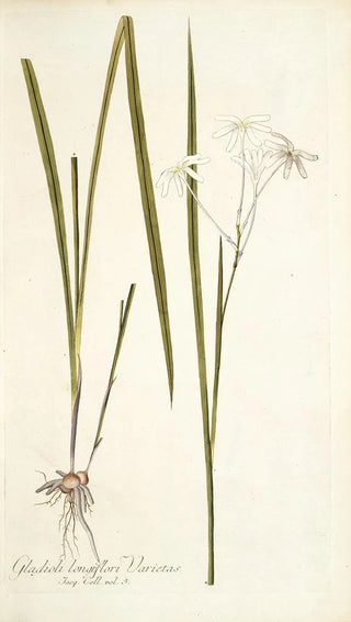 Nikolaus Joseph Freiherr von Jacquin - Gladioli longiflori varietas.webp