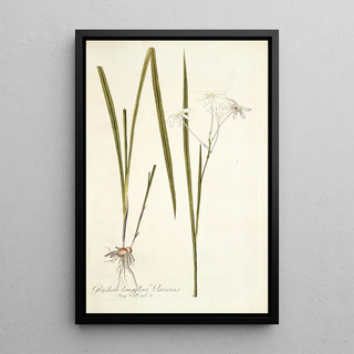 Nikolaus Joseph Freiherr von Jacquin - Gladioli longiflori varietas.webp