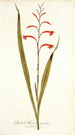 Gladioli meriani varietas - Nikolaus Joseph Freiherr von Jacquin — vy av konstverket