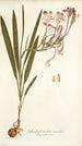 Gladioli tubati varietas - Nikolaus Joseph Freiherr von Jacquin — vy av konstverket
