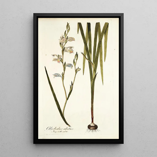 Nikolaus Joseph Freiherr von Jacquin - Gladiolus alatus.webp