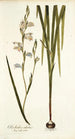 Gladiolus alatus - Nikolaus Joseph Freiherr von Jacquin — vy av konstverket