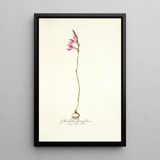 Nikolaus Joseph Freiherr von Jacquin - Gladiolus brevifolius.webp