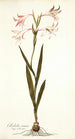 Gladiolus carneus - Nikolaus Joseph Freiherr von Jacquin — vy av konstverket