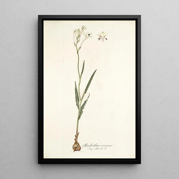 Nikolaus Joseph Freiherr von Jacquin - Gladiolus crispus.webp