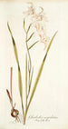 Gladiolus cuspidatus - Nikolaus Joseph Freiherr von Jacquin — vy av konstverket