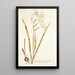 Gladiolus cuspidatus - Nikolaus Joseph Freiherr von Jacquin — inramlat konstverk på väggen