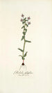 Gladiolus fissifolius - Nikolaus Joseph Freiherr von Jacquin — vy av konstverket