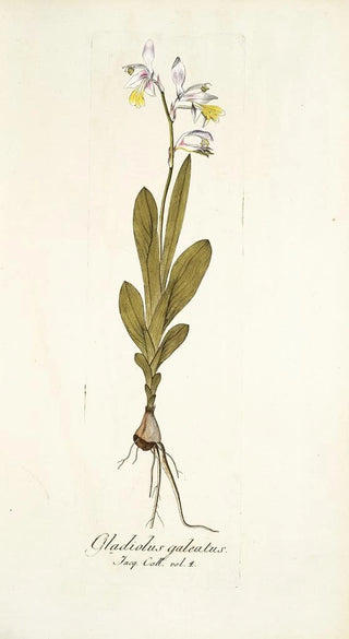 Nikolaus Joseph Freiherr von Jacquin - Gladiolus galeatus.webp