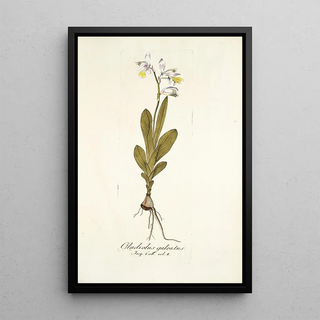 Nikolaus Joseph Freiherr von Jacquin - Gladiolus galeatus.webp