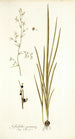 Gladiolus gramineus - Nikolaus Joseph Freiherr von Jacquin — vy av konstverket