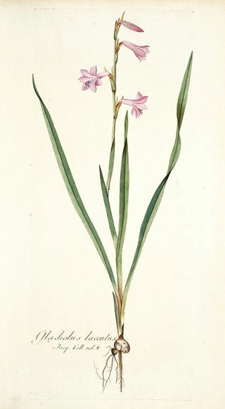 Nikolaus Joseph Freiherr von Jacquin - Gladiolus laccatus.webp