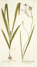 Gladiolus longiflorus - Nikolaus Joseph Freiherr von Jacquin — vy av konstverket