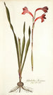 Gladiolus merianus - Nikolaus Joseph Freiherr von Jacquin — vy av konstverket