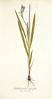 Gladiolus plicatus angustifolius - Nikolaus Joseph Freiherr von Jacquin — vy av konstverket