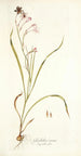 Gladiolus roseus - Nikolaus Joseph Freiherr von Jacquin — vy av konstverket