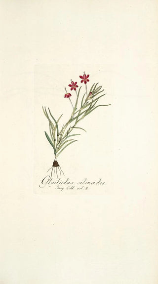 Nikolaus Joseph Freiherr von Jacquin - Gladiolus silenoides.webp