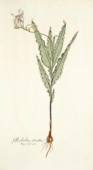 Nikolaus Joseph Freiherr von Jacquin - Gladiolus striatus.webp