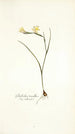 Gladiolus tenellus - Nikolaus Joseph Freiherr von Jacquin — vy av konstverket
