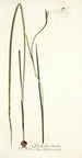 Gladiolus tristis - Nikolaus Joseph Freiherr von Jacquin — vy av konstverket