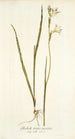 Gladiolus tristis varietas - Nikolaus Joseph Freiherr von Jacquin — vy av konstverket