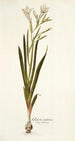 Gladiolus undulatus - Nikolaus Joseph Freiherr von Jacquin — vy av konstverket