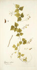 Glycine caribaea - Nikolaus Joseph Freiherr von Jacquin — vy av konstverket