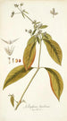 Gomphrena brasiliensis - Nikolaus Joseph Freiherr von Jacquin — vy av konstverket