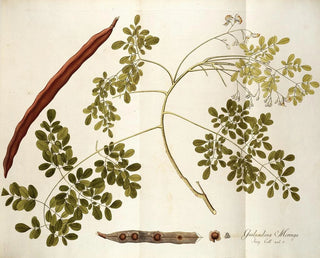 Nikolaus Joseph Freiherr von Jacquin - Guilandina moringa.webp