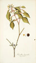 Hamellia chrysantha - Nikolaus Joseph Freiherr von Jacquin — vy av konstverket