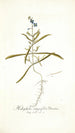 Heliophila integrifolia - Nikolaus Joseph Freiherr von Jacquin — vy av konstverket