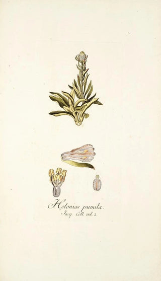 Nikolaus Joseph Freiherr von Jacquin - Helonias pumila.webp