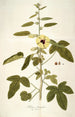 Hibiscus diversifolius - Nikolaus Joseph Freiherr von Jacquin — vy av konstverket