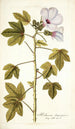 Hibiscus domingensis - Nikolaus Joseph Freiherr von Jacquin — vy av konstverket