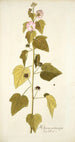 Hibiscus pentacarpos - Nikolaus Joseph Freiherr von Jacquin — vy av konstverket
