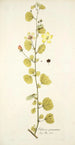 Hibiscus praemorsus - Nikolaus Joseph Freiherr von Jacquin — vy av konstverket