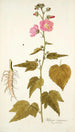 Hibiscus virginicus - Nikolaus Joseph Freiherr von Jacquin — vy av konstverket