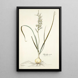 Nikolaus Joseph Freiherr von Jacquin - Hyacinthus viridis.webp