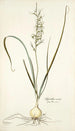 Hyacinthus viridis - Nikolaus Joseph Freiherr von Jacquin — vy av konstverket
