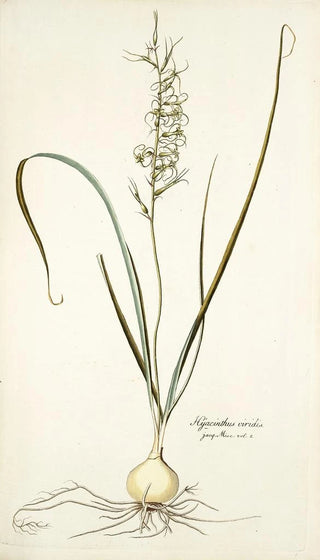 Nikolaus Joseph Freiherr von Jacquin - Hyacinthus viridis.webp