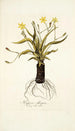 Hypoxis obliqua - Nikolaus Joseph Freiherr von Jacquin — vy av konstverket