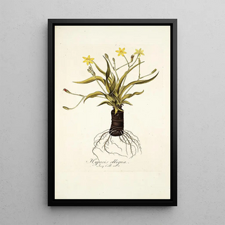 Nikolaus Joseph Freiherr von Jacquin - Hypoxis obliqua.webp