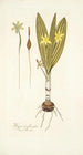 Hypoxis plicata - Nikolaus Joseph Freiherr von Jacquin — vy av konstverket
