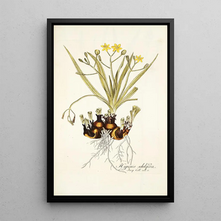 Nikolaus Joseph Freiherr von Jacquin - Hypoxis sobolifera.webp