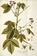 Iatropha gossypifolia - Nikolaus Joseph Freiherr von Jacquin — vy av konstverket