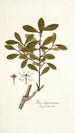 Ilex ligustrina - Nikolaus Joseph Freiherr von Jacquin — vy av konstverket