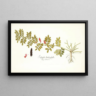 Nikolaus Joseph Freiherr von Jacquin - Indigofera hendecaphylla.webp