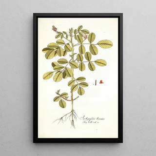 Nikolaus Joseph Freiherr von Jacquin - Indigofera hirsuta.webp